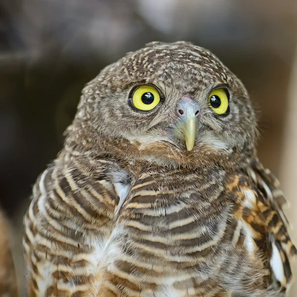 Asian Barred Owlet — Stock Photo, Image