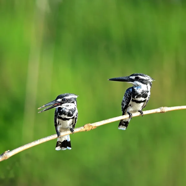 Pied Kingfisher — Stockfoto