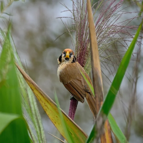 Spot göğüslü parrotbill — Stok fotoğraf
