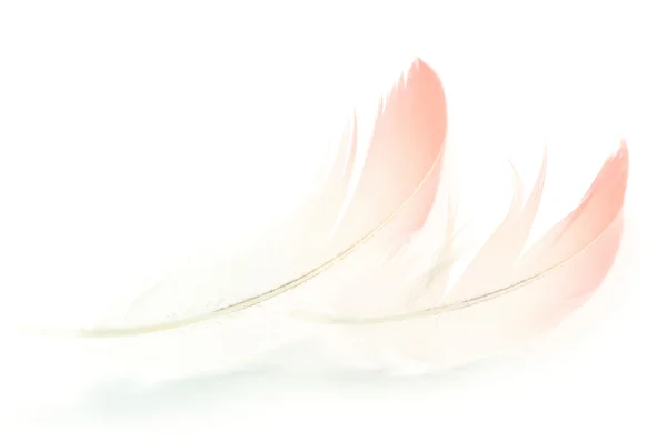 Flamingo feather — Stock Photo, Image