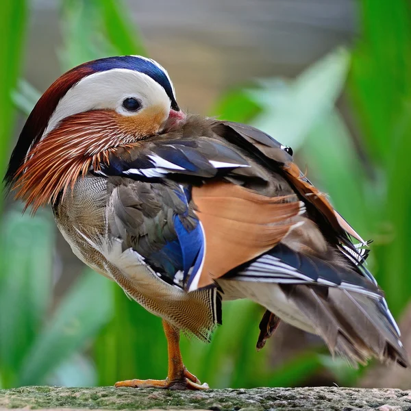 Mandarijn-eend — Stockfoto