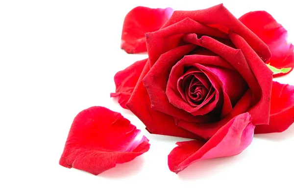 Red rose — Stock Photo, Image