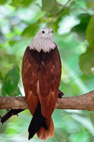 Brahminy kite — Stockfoto