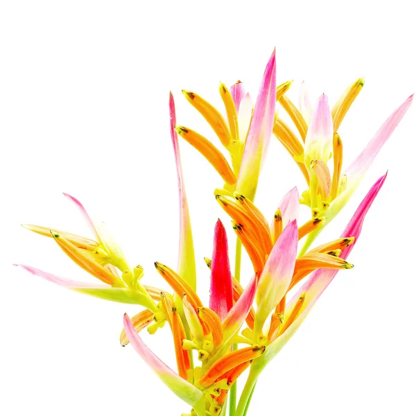Heliconia 팬티 — 스톡 사진