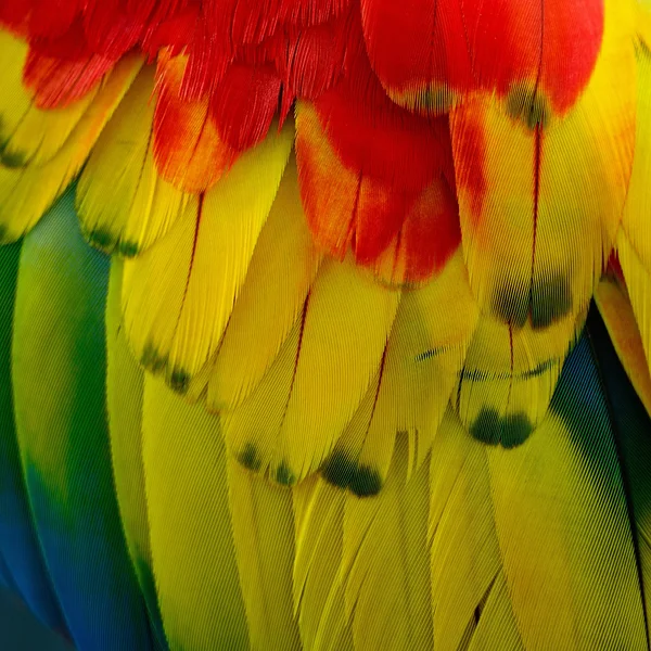 Plumas de guacamayo escarlata —  Fotos de Stock