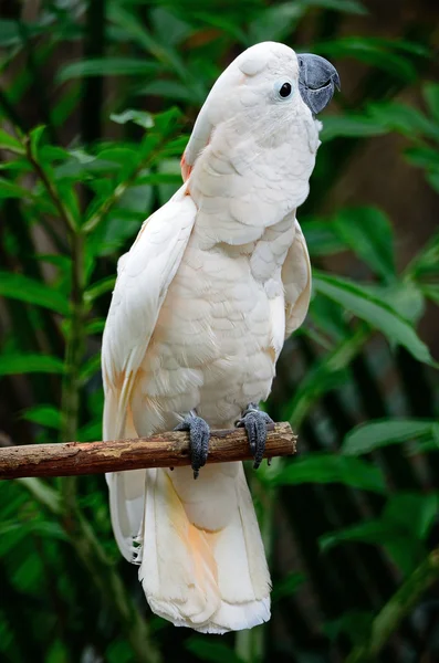 Cockatoo di Mollucan — Foto Stock