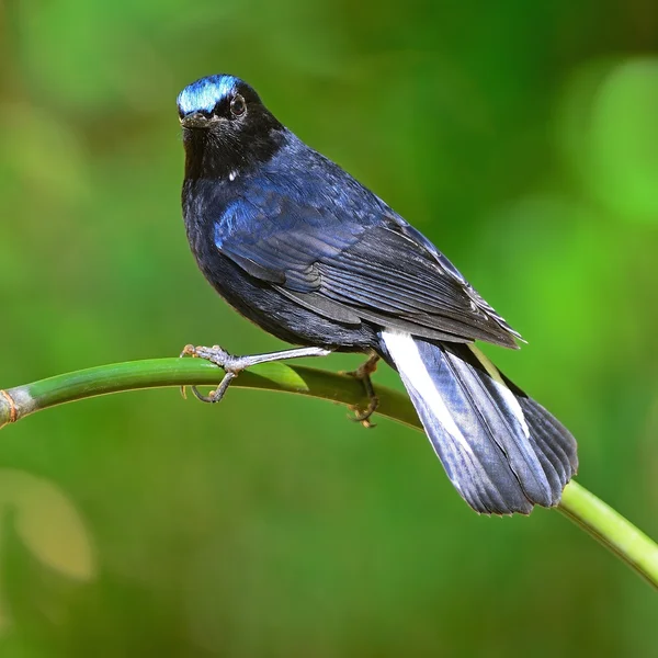 Erkek Beyaz kuyruklu robin — Stok fotoğraf