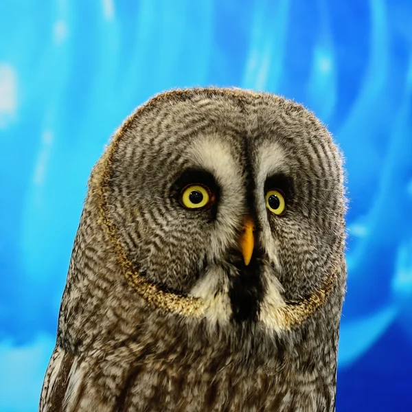 Great Grey Owl — Stock Photo, Image