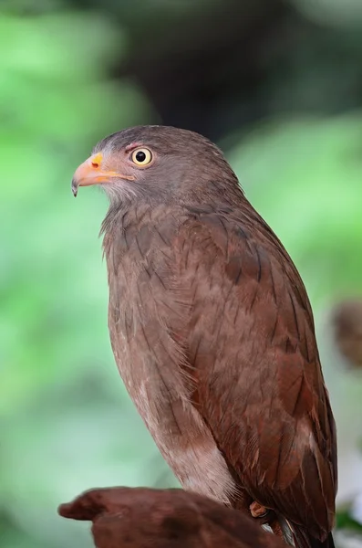 Rufous skrzydlaty myszołów — Zdjęcie stockowe