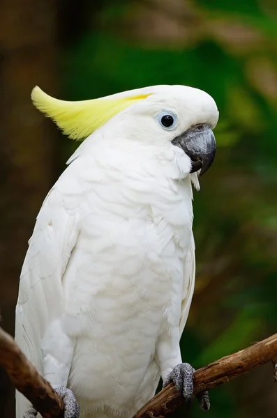 Sulphur-crested Cockatoo — Stock Photo, Image