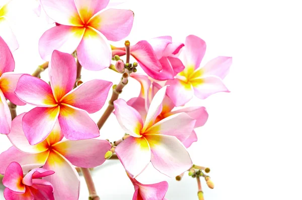 Rózsaszín plumeria — Stock Fotó