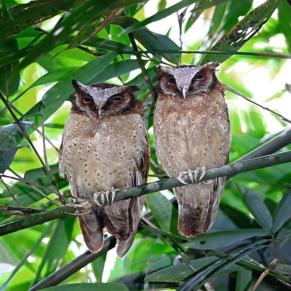 Běločelý scops sovy — Stock fotografie