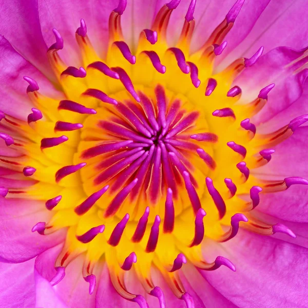 Waterlily patroon — Stockfoto