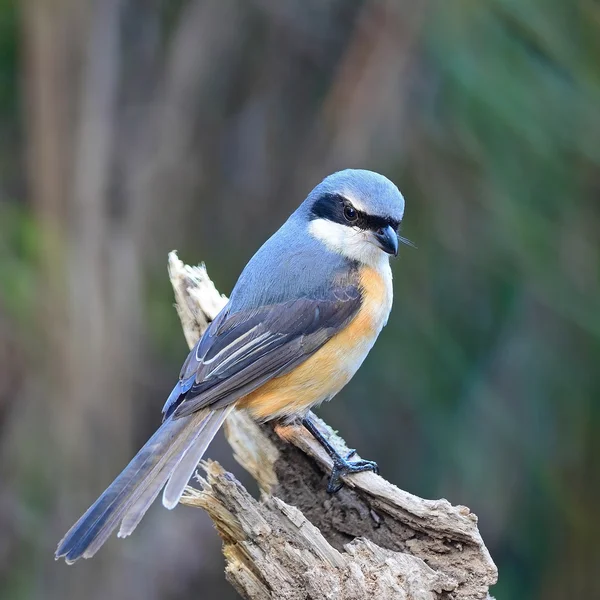 Shrike con respaldo gris —  Fotos de Stock