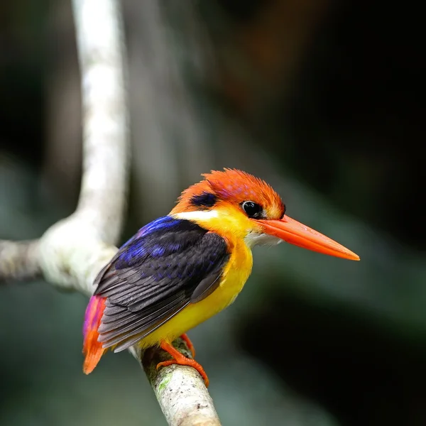 Kingfisher con respaldo negro — Foto de Stock