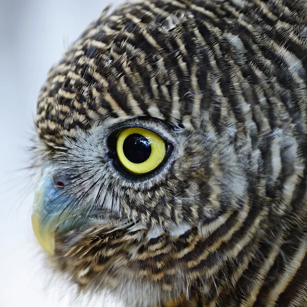 Asian Barred Owlet — Stock Photo, Image