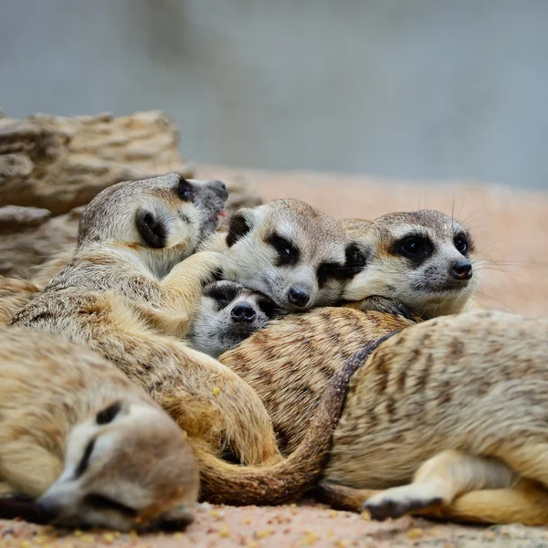 Meerkat. — Fotografia de Stock