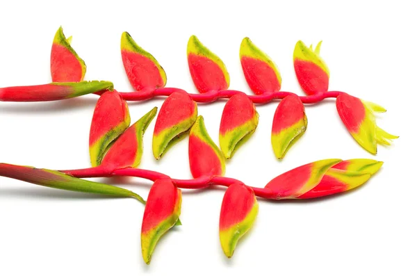 Heliconia 매달려 — 스톡 사진
