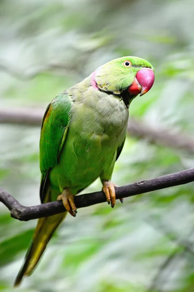 Manliga alexandrine undulat — Stockfoto