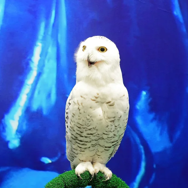 Snowy Owl — Stock Photo, Image