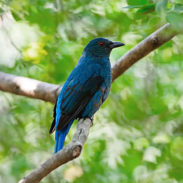 Weibliche asiatische Fee Blauvogel — Stockfoto