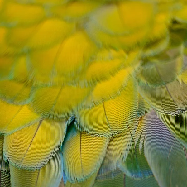 Plumas de guacamayo arlequín — Foto de Stock