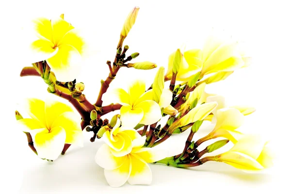 Plumeria sárga — Stock Fotó