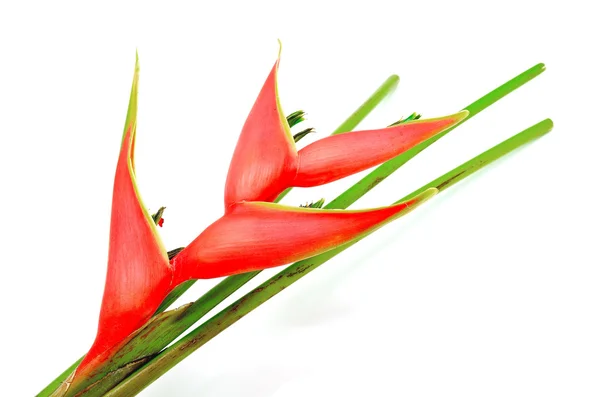 Heliconia isolated — Stock Photo, Image