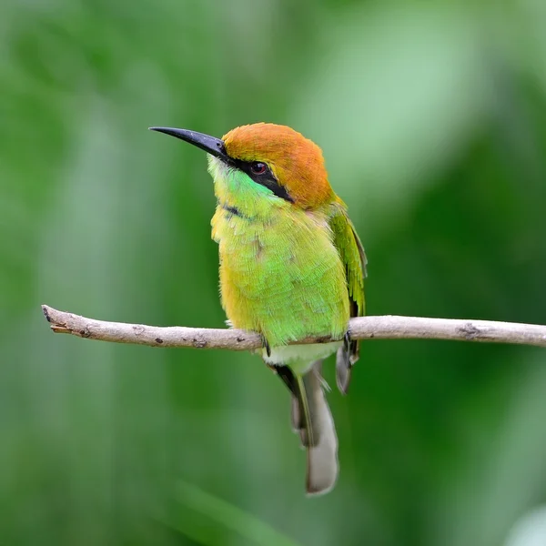 Piccolo mangiatore di api verde — Foto Stock