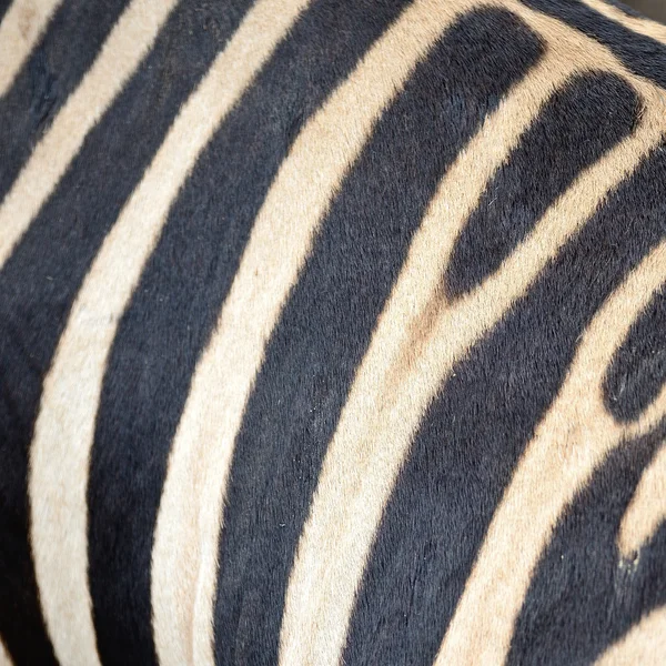 Gemensamma zebra hud — Stockfoto