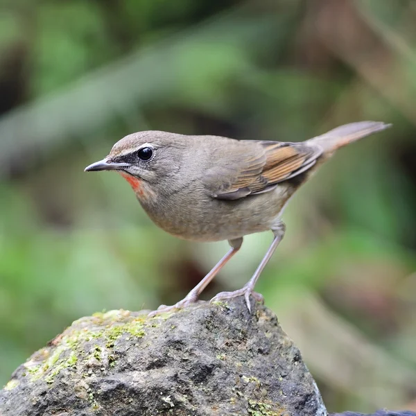 Masculino Siberian Rubythroat — Fotografia de Stock