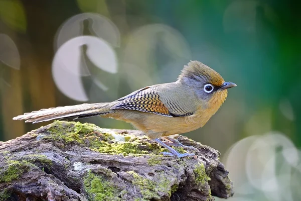 Espectacled Barwing — Fotografia de Stock