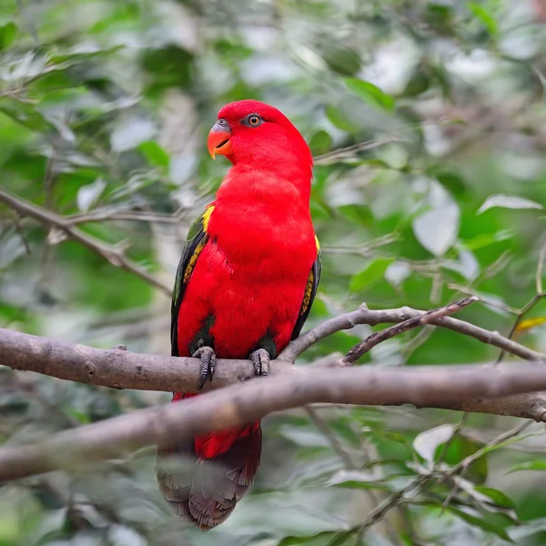 Red Lorikeet — Stock Photo, Image