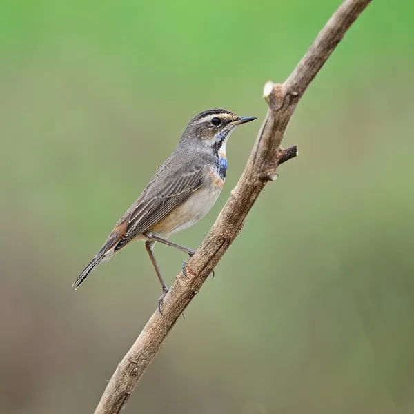 Erkek bluethroat — Stok fotoğraf