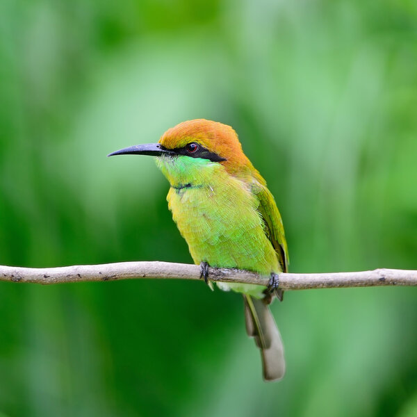 Little Green Bee-eater
