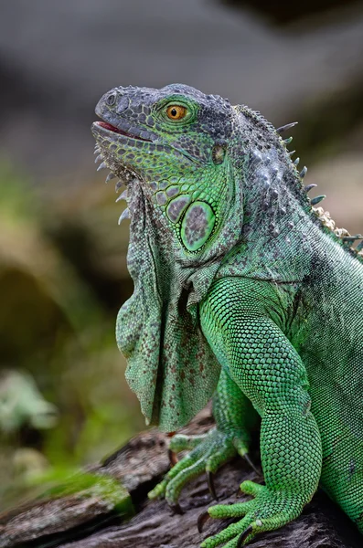 Weibchen grüner Leguan — Stockfoto