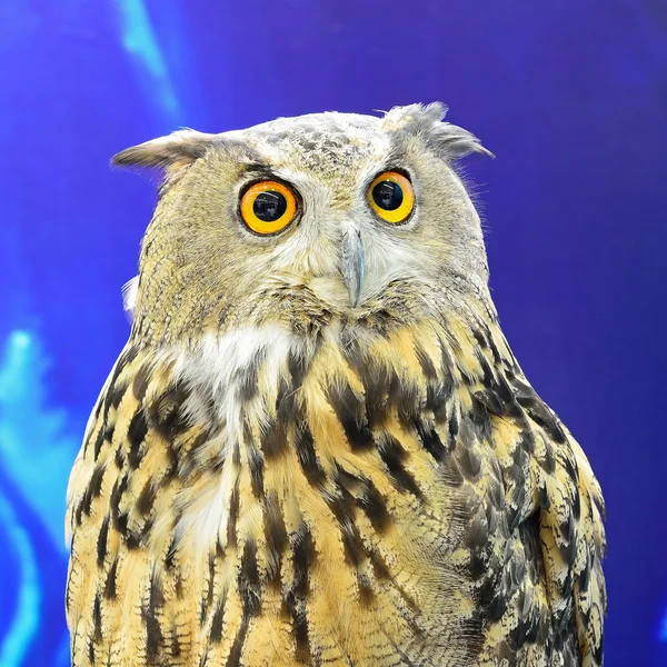 Eurasian Eagle Owl — Stock Photo, Image