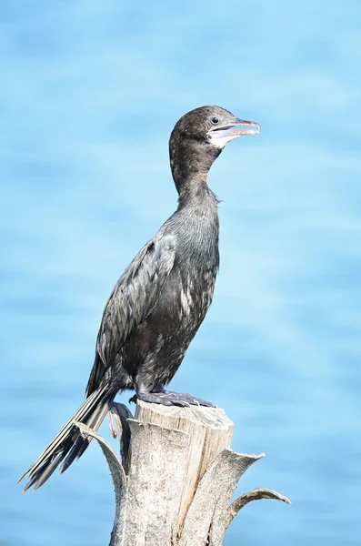 Little Cormorant — Stock Photo, Image