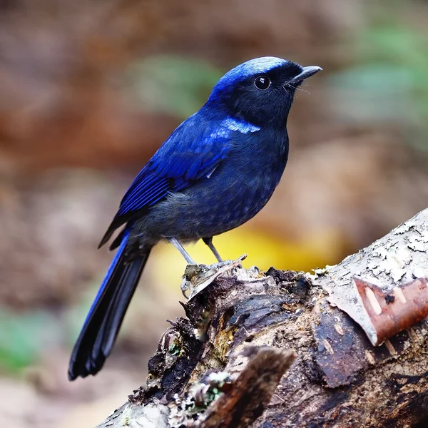 Male Large Niltava — Stock Photo, Image