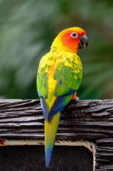 Solen conure — Stockfoto