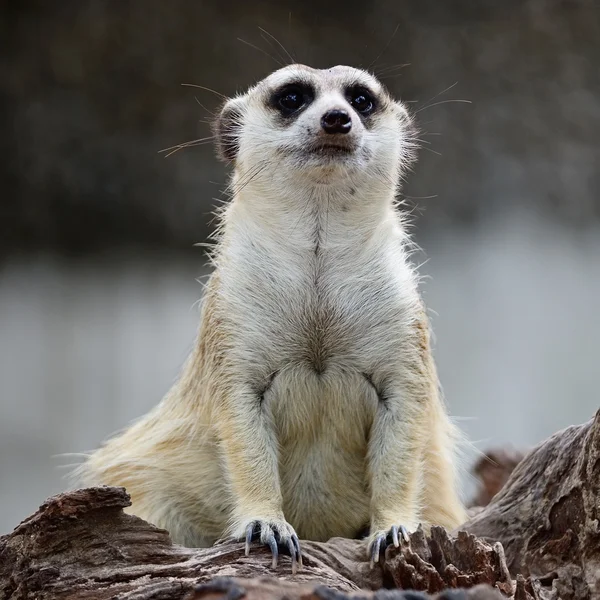 Meerkat. — Fotografia de Stock