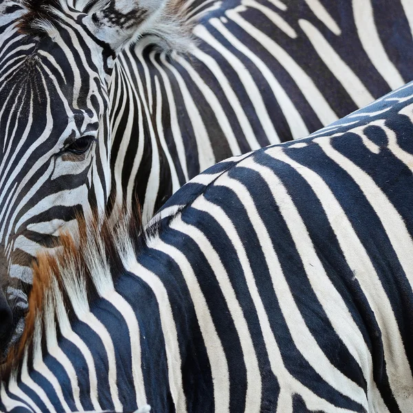 Pele de zebra comum — Fotografia de Stock