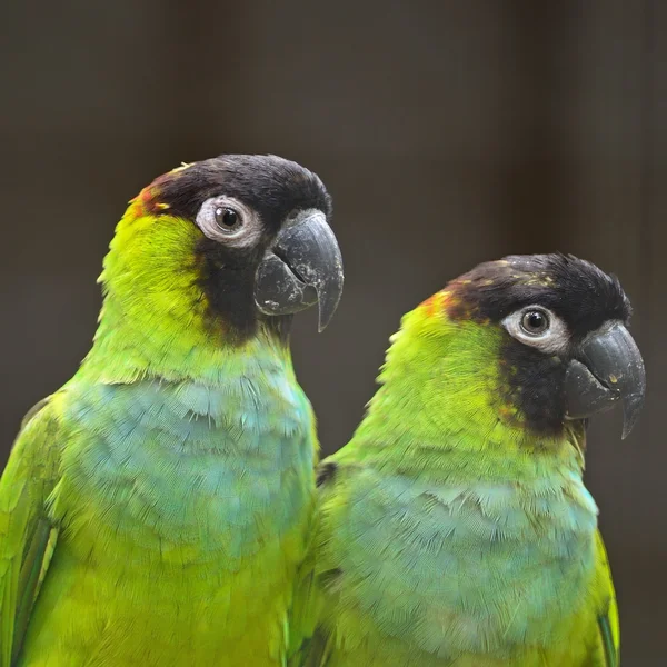 Nanday papegaaiachtigen — Stockfoto