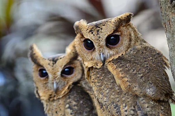 Oriental Scops búho —  Fotos de Stock