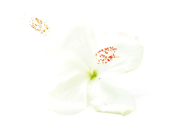 Witte hibiscus — Stockfoto