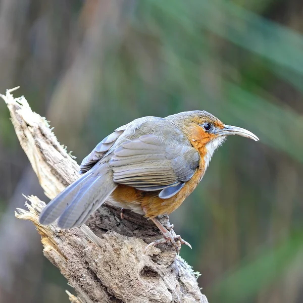 Scimitarra dalle guance arrugginite — Foto Stock