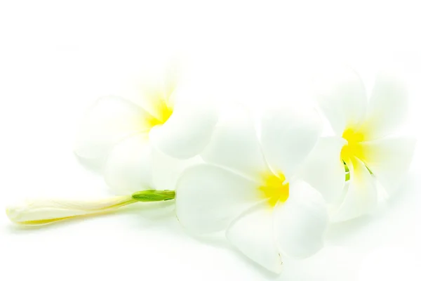 White and yellow Plumeria — Stock Photo, Image