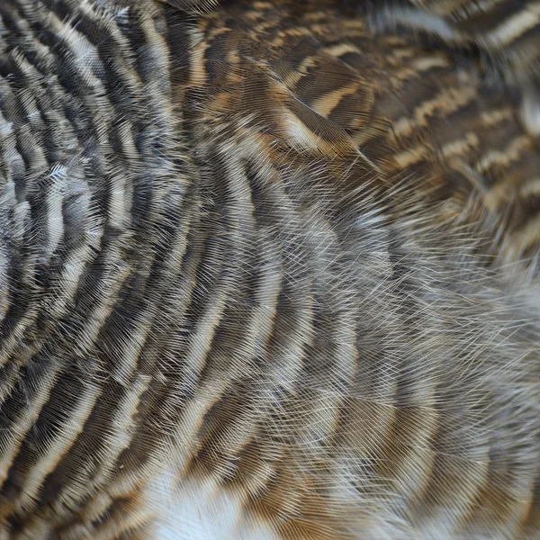 Asian Barred Owlet feathers — Stock Photo, Image