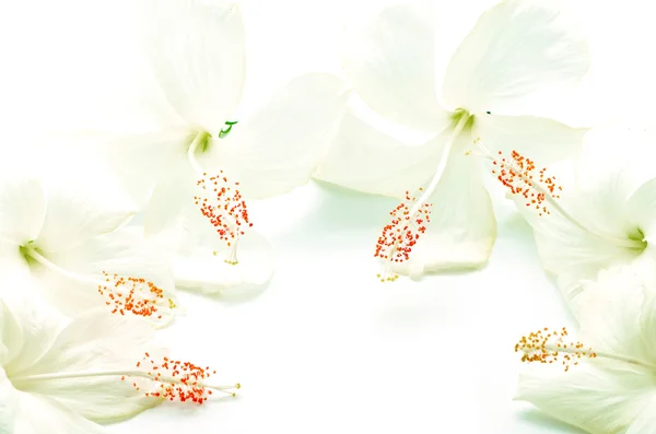 White Hibiscus — Stock Photo, Image