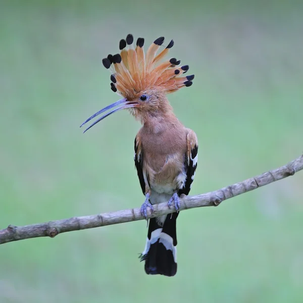 Eurasischer Wiedehopf — Stockfoto